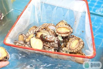 八爪魚怎么用魚缸養殖的：八爪魚養殖的管理技巧在魚缸中養殖八爪魚的方法