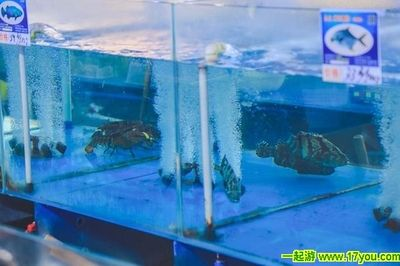 八爪魚怎么用魚缸養殖的：八爪魚養殖的管理技巧在魚缸中養殖八爪魚的方法