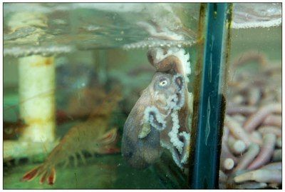 八爪魚怎么用魚缸養(yǎng)殖的：八爪魚養(yǎng)殖的管理技巧在魚缸中養(yǎng)殖八爪魚的方法
