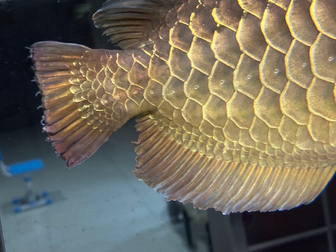 龍魚尾巴有問題求助！
