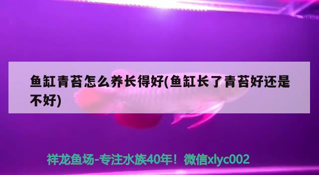 魚缸青苔怎么養(yǎng)長得好(魚缸長了青苔好還是不好)