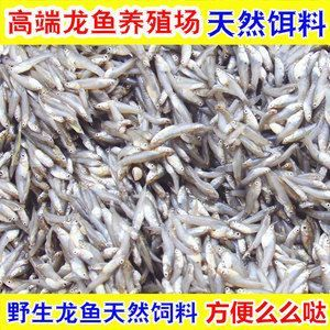 龍魚的飼料虎魚吃嗎怎么喂養好