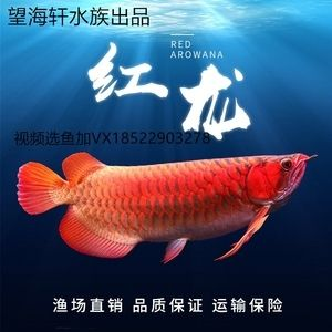 紅龍魚為什么要吃活魚：紅龍魚為什么喜歡吃活魚