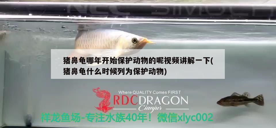 豬鼻龜哪年開始保護動物的呢視頻講解一下(豬鼻龜什么時候列為保護動物) 豬鼻龜哪年開始保護動物的呢視頻講解一下(豬鼻龜什么時候列為保護動物) 豬鼻龜百科