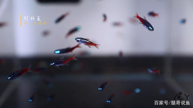 廈門市同安區愛家小族水族館