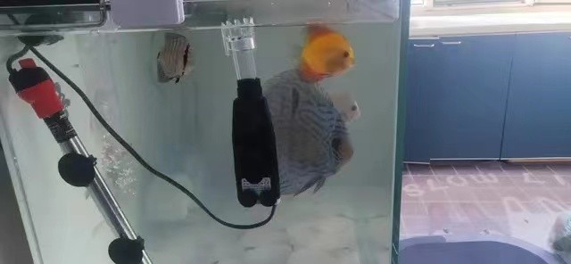 魚缸過濾器選購指南:自制魚缸過濾器魚缸上置過濾器對于養魚愛好者的必備知識 蘇州哪里賣魚缸好(蘇州哪里賣魚缸好一點) 觀賞魚百科 蘇州哪里賣魚缸好(蘇州哪里賣魚缸好一點) 蘇州哪里賣魚缸好(蘇州哪里賣魚缸好一點) 觀賞魚百科