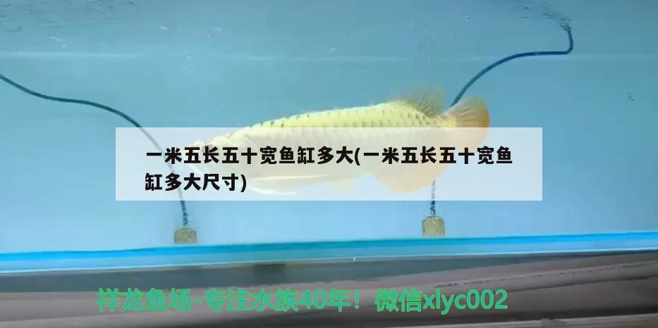 一米五長五十寬魚缸多大(一米五長五十寬魚缸多大尺寸) 一米五長五十寬魚缸多大(一米五長五十寬魚缸多大尺寸) 虎魚百科