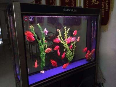 玻璃店給粘魚缸嗎：玻璃店可以給魚缸粘接以下是具體的步驟和注意事項