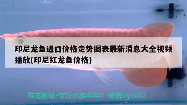 印尼龍魚進口價格走勢圖表最新消息大全視頻播放(印尼紅龍魚價格)