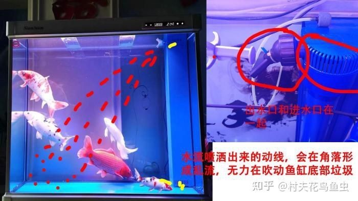 龍魚充血，關于龍魚充血的詳細解析
