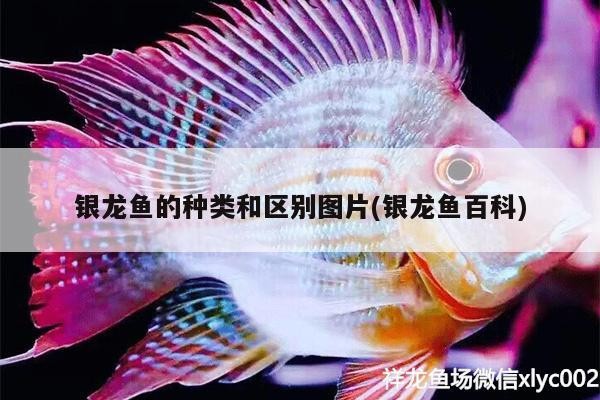 銀龍魚的種類和區別圖片(銀龍魚百科)