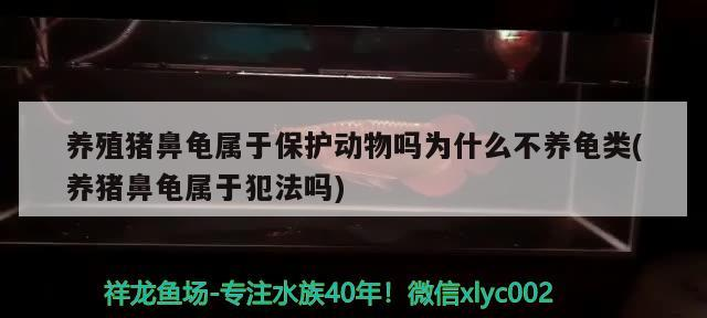 養(yǎng)殖豬鼻龜屬于保護(hù)動(dòng)物嗎為什么不養(yǎng)龜類(養(yǎng)豬鼻龜屬于犯法嗎) 養(yǎng)殖豬鼻龜屬于保護(hù)動(dòng)物嗎為什么不養(yǎng)龜類(養(yǎng)豬鼻龜屬于犯法嗎) 豬鼻龜百科