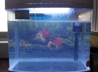 北方魚(yú)缸養(yǎng)什么觀賞魚(yú)比較好：適合北方魚(yú)缸養(yǎng)殖的幾種觀賞魚(yú)品種適合北方魚(yú)缸飼養(yǎng)