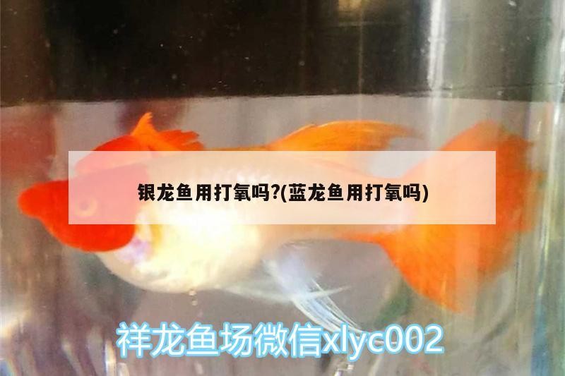銀龍魚用打氧嗎?(藍龍魚用打氧嗎)
