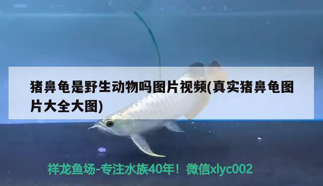 豬鼻龜是野生動物嗎圖片視頻(真實豬鼻龜圖片大全大圖)