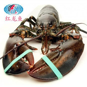 深海紅龍魚多少錢一斤:如何辨別深海紅龍魚 紅龍魚百科 第1張 深海紅龍魚多少錢一斤:如何辨別深海紅龍魚 深海紅龍魚多少錢一斤:如何辨別深海紅龍魚 紅龍魚百科 第1張