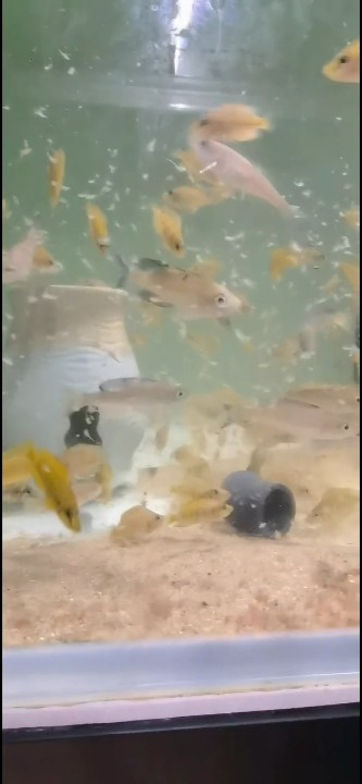 紅龍魚用黃燈烤有用嗎 幼兒園干飯系列之黃金虎+雙印劍沙 龍魚論壇 幼兒園干飯系列之黃金虎+雙印劍沙 幼兒園干飯系列之黃金虎+雙印劍沙 龍魚論壇