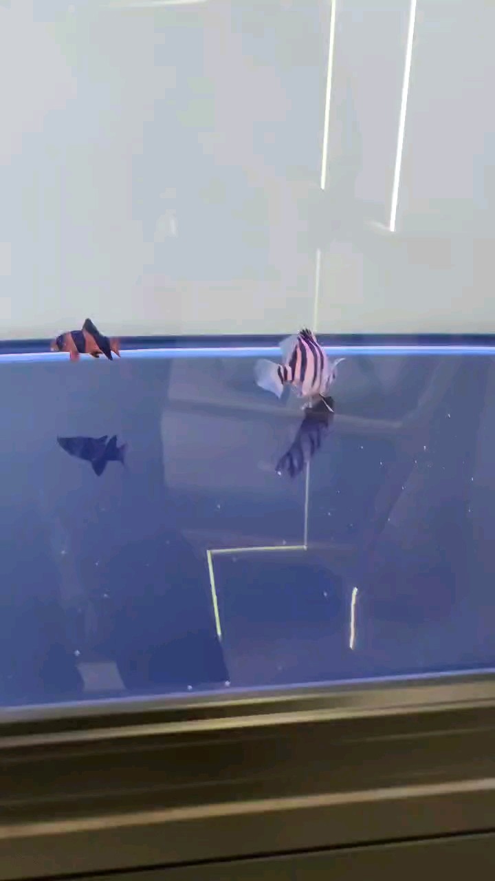 剛提的小虎子，被小缸霸示威 剛提的小虎子，被小缸霸示威 龍魚論壇
