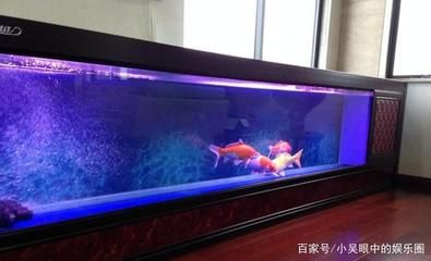 1.3米魚缸放多少鹽好一點：1.3米的魚缸放多少鹽比較好？