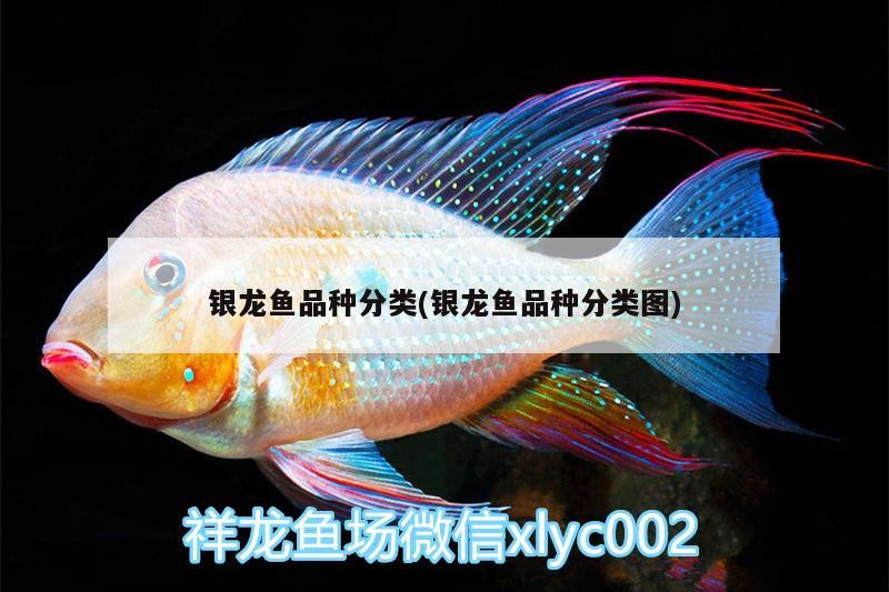 銀龍魚品種分類(銀龍魚品種分類圖) 銀龍魚品種分類(銀龍魚品種分類圖) 銀龍魚百科