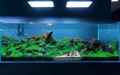 大魚缸造景簡單方法：大魚缸造景的一些簡單方法