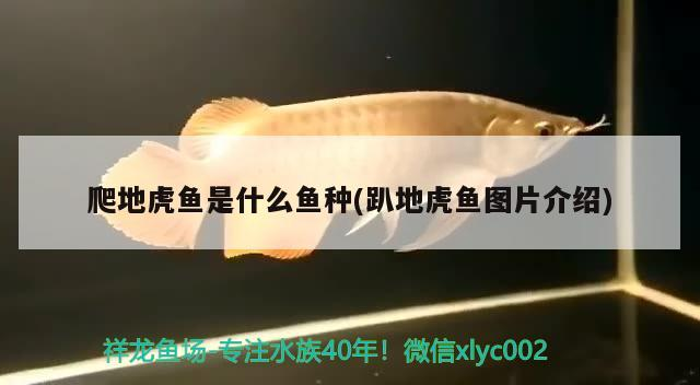 爬地虎魚(yú)是什么魚(yú)種(趴地虎魚(yú)圖片介紹)