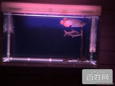 大港賣魚缸的地方在哪里：大港地區賣魚缸信息