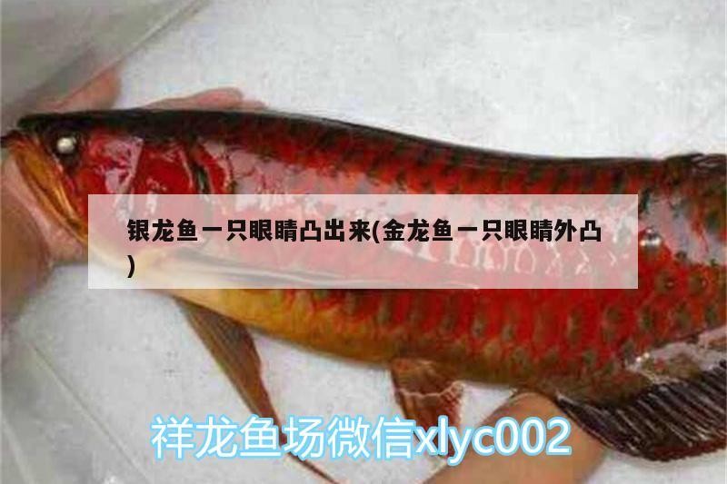 銀龍魚一只眼睛凸出來(lái)(金龍魚一只眼睛外凸)