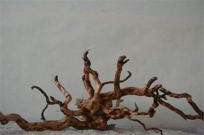 杜鵑根在魚(yú)缸的作用：杜鵑根在魚(yú)缸中的作用