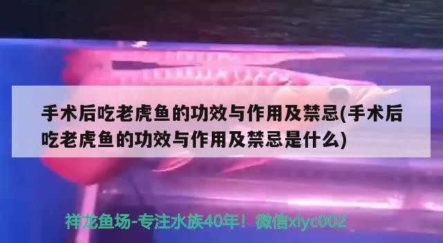 手術后吃老虎魚的功效與作用及禁忌(手術后吃老虎魚的功效與作用及禁忌是什么)