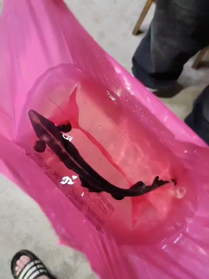 再見，小黑 再見，小黑 龍魚論壇