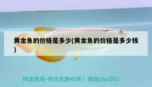 黃金魚的價(jià)格是多少(黃金魚的價(jià)格是多少錢)