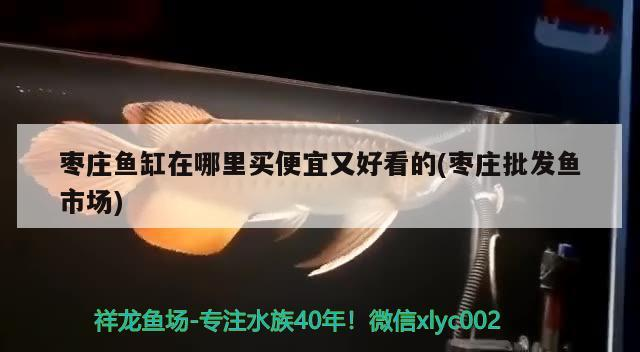 棗莊魚缸在哪里買便宜又好看的(棗莊批發魚市場)