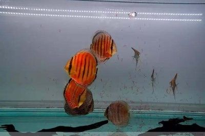 冬天魚缸水渾濁的原因是什么：冬天魚缸水渾濁的原因及其他季節(jié)有所不同，養(yǎng)魚愛好者必備的知識 冬天魚缸水渾濁的原因是什么：冬天魚缸水渾濁的原因及其他季節(jié)有所不同，養(yǎng)魚愛好者必備的知識 魚缸百科 第1張