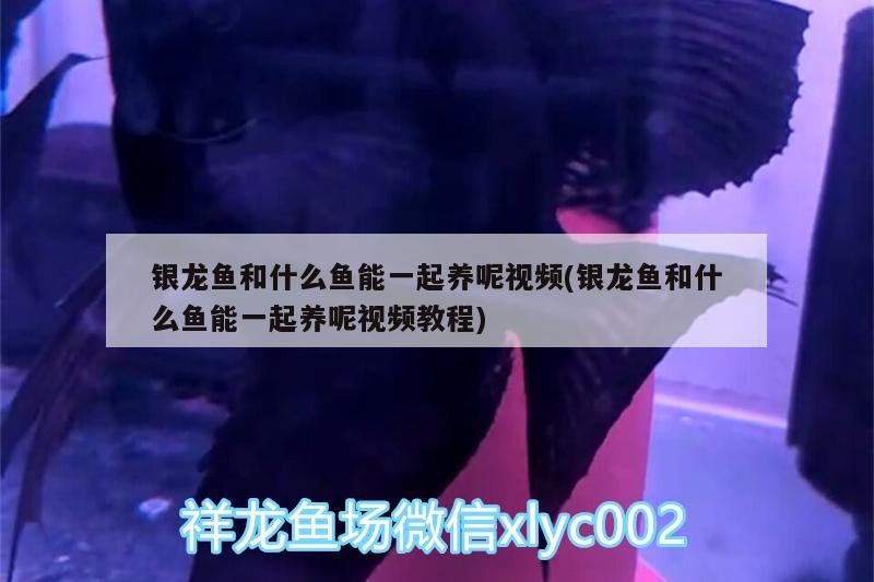 銀龍魚和什么魚能一起養呢視頻(銀龍魚和什么魚能一起養呢視頻教程)