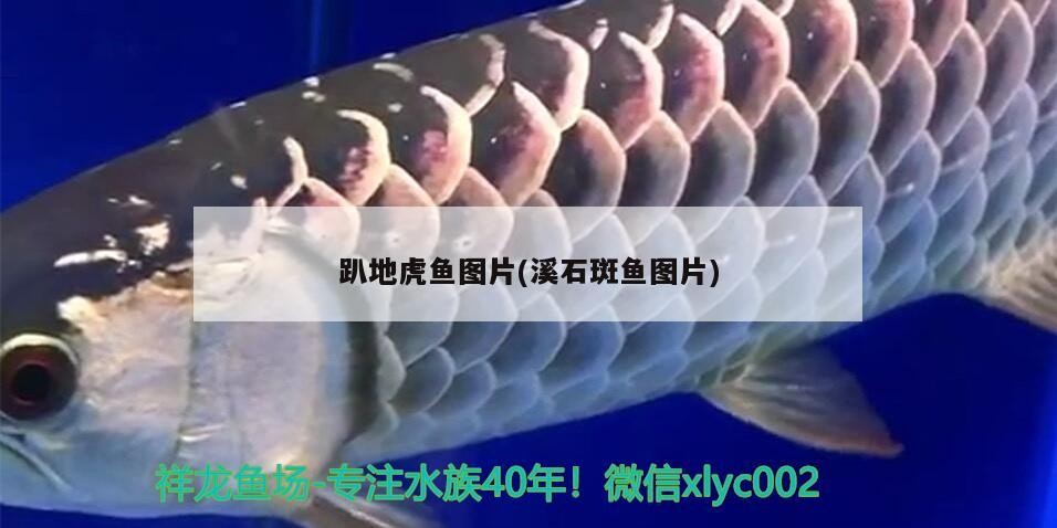 趴地虎魚圖片(溪石斑魚圖片)
