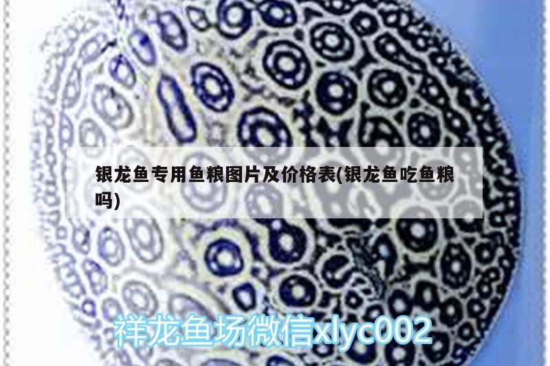 銀龍魚專用魚糧圖片及價格表(銀龍魚吃魚糧嗎)