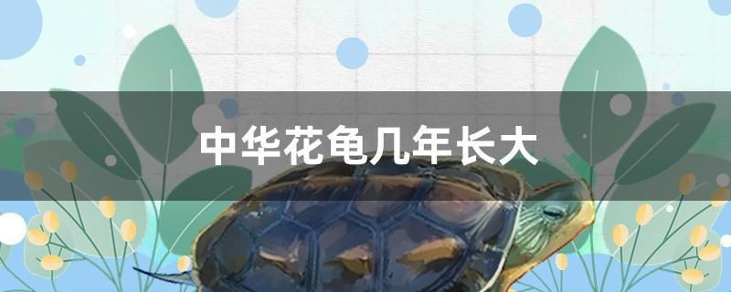 中華花龜幾年長大 中華花龜幾年長大 觀賞魚百科 第1張