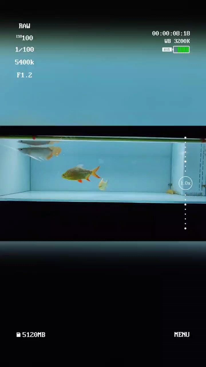養魚日常 養魚日常 龍魚論壇