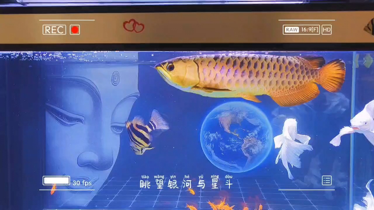 給大魚缸換水的作文:體驗給大魚缸換水的樂趣:體驗給大魚缸換水:給大魚缸換水的作文 晚風依舊很溫柔 龍魚論壇 晚風依舊很溫柔 晚風依舊很溫柔 龍魚論壇
