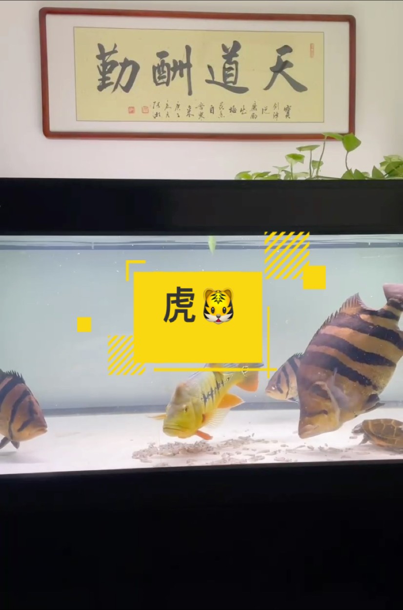 認真玩虎