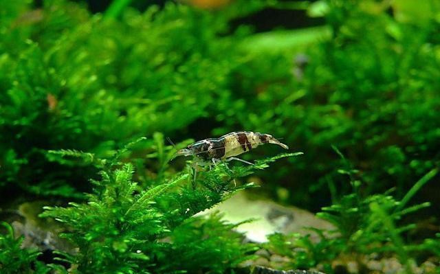 廈門市思明區宇天談水族館（廈門市思明區宇天談水族館地址）