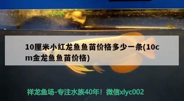 銀龍魚成魚多大可以繁殖(金龍魚多大可以繁殖) 銀龍魚百科 第4張 銀龍魚成魚多大可以繁殖(金龍魚多大可以繁殖) 銀龍魚成魚多大可以繁殖(金龍魚多大可以繁殖) 銀龍魚百科 第4張