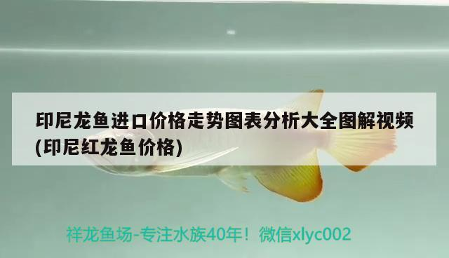 我的虎魚真菌感染了要怎么處理 印尼龍魚進口價格走勢圖表分析大全圖解視頻(印尼紅龍魚價格) 紅龍魚百科 印尼龍魚進口價格走勢圖表分析大全圖解視頻(印尼紅龍魚價格) 印尼龍魚進口價格走勢圖表分析大全圖解視頻(印尼紅龍魚價格) 紅龍魚百科