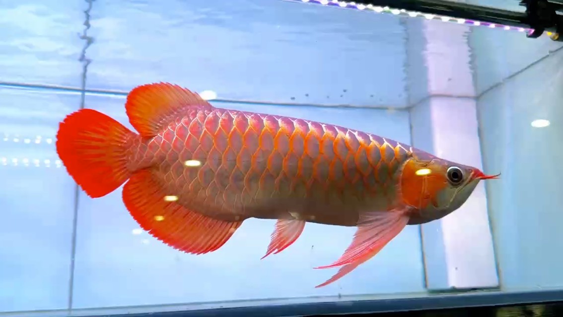 戰(zhàn)車體下掛胸鰭大湖魚 翹頭寬身 大鰭大尾 龍王須 七鰭舒展 尺寸42/43