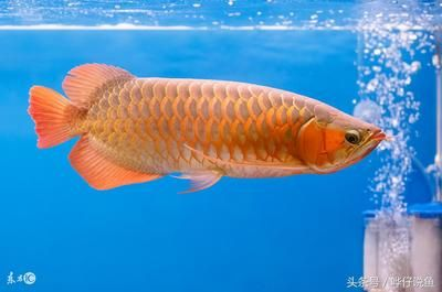 紅龍魚吃小金魚增色快嗎？：紅龍魚與小金魚共同進食對增色效果并非所有增色方法 紅龍魚吃小金魚增色快嗎？：紅龍魚與小金魚共同進食對增色效果并非所有增色方法 紅龍魚百科 第5張
