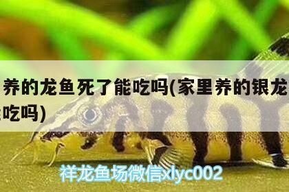 紅龍魚蒙眼嚴重怎么辦：紅龍魚眼睛蒙眼嚴重怎么辦