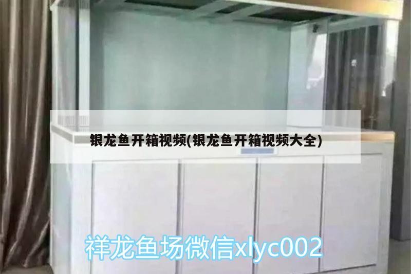 銀龍魚開箱視頻(銀龍魚開箱視頻大全)