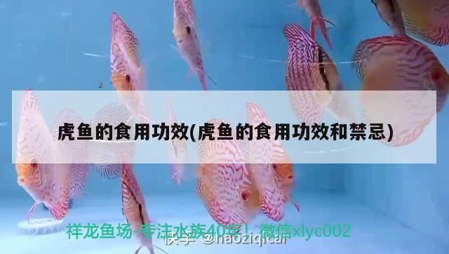虎魚的食用功效(虎魚的食用功效和禁忌) 虎魚的食用功效(虎魚的食用功效和禁忌) 虎魚百科