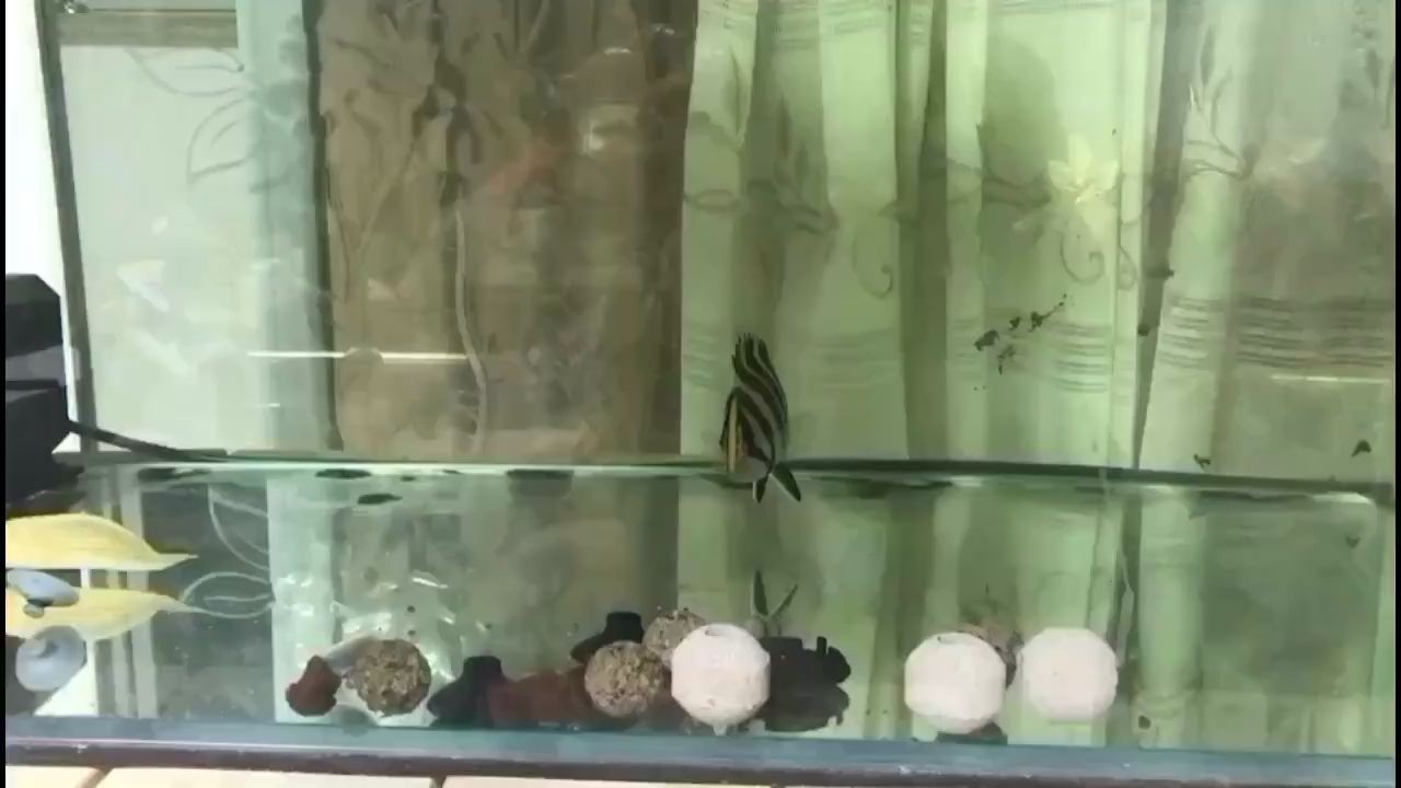 關于虎魚新入缸拒食 關于虎魚新入缸拒食 虎魚百科 第1張